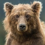 bearr (Bear) free OnlyFans Leaked Pictures & Videos 

 profile picture