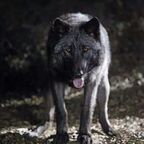 Download blackwulf OnlyFans content for free 

 profile picture