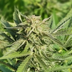 Download cannaporn OnlyFans content for free 

 profile picture