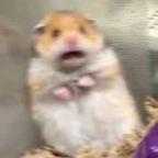 cassiecakes OnlyFans Leak 

 profile picture