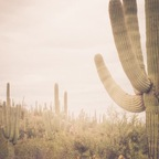 DesertFoxie (d.foxie92) Leaks OnlyFans 

 profile picture