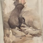 Deerhorns (deerhorns) Leaked OnlyFans 

 profile picture