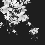 Onlyfans leaks dixxie 

 profile picture