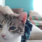 Onlyfans leaks elsacat 

 profile picture