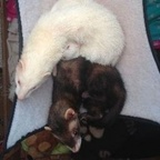 Ferret (ferret) Leak OnlyFans 

 profile picture