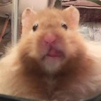 ronnie @fuyumeku Leaked OnlyFans 

 profile picture