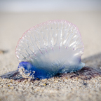 greglarrophotography OnlyFans Leaks 

 profile picture