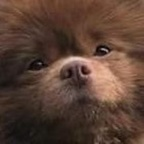LilCubbyBoi69 (@lauren_alexis) Leaks OnlyFans 

 profile picture