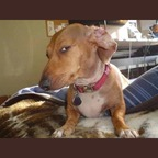 lntchewie (Chewie) OnlyFans Leaked Pictures & Videos 

 profile picture