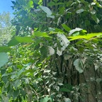 lolaaanizzyyy (Clarice) OnlyFans Leaked Videos and Pictures 

 profile picture