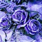 minachanel (Mina Chanel) free OnlyFans content 

 profile picture