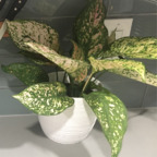 onlyplants (OnlyPlants) OnlyFans Leaks 

 profile picture