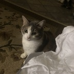 onlypurrs (Rory) OnlyFans Leaks 

 profile picture