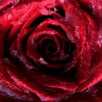 Onlyfans leaked rosebud26 

 profile picture