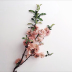 roseisaho (rose) OnlyFans Leaked Content 

 profile picture