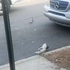 Download sleepless OnlyFans content for free 

 profile picture