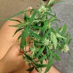 stickysweetness (Sticky Sweetness) OnlyFans Leaked Pictures and Videos 

 profile picture