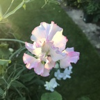 Onlyfans leaked sweetpeafairy 

 profile picture