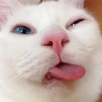 yourgopnik OnlyFans Leaks 

 profile picture